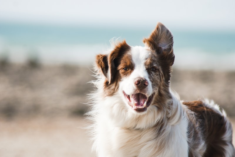 Good Dog Training Co.