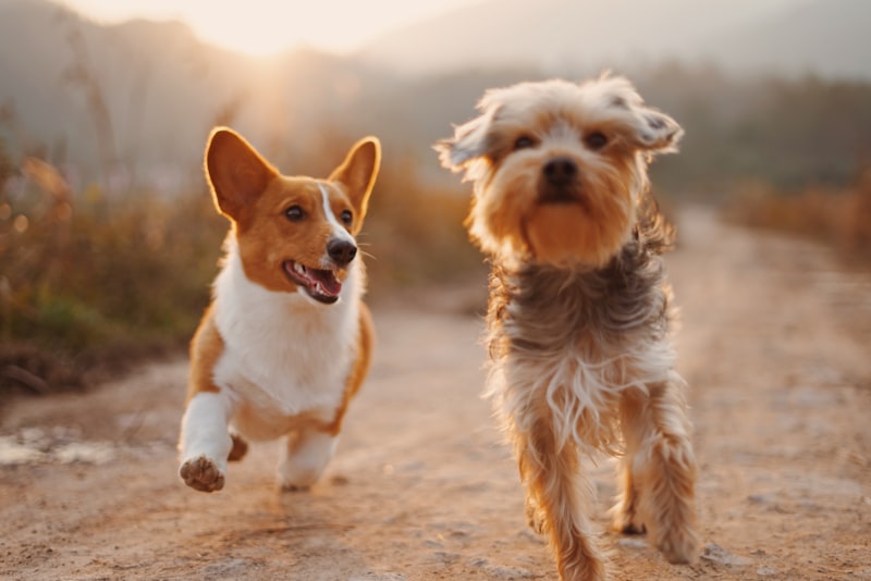 Happy Tails Doggy Daycare